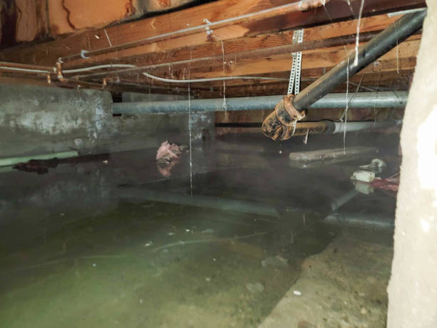 Best Water damage cleanup near me  in Severna Park, MD