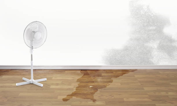 Best Water damage contractors near me  in Severna Park, MD