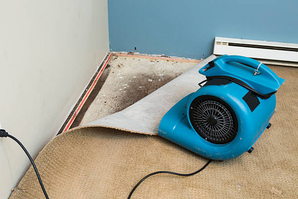 Best Mold removal after water damage  in Severna Park, MD